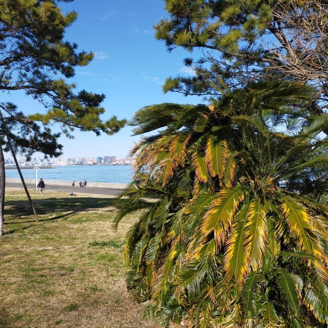 城南島海浜公園謎の木