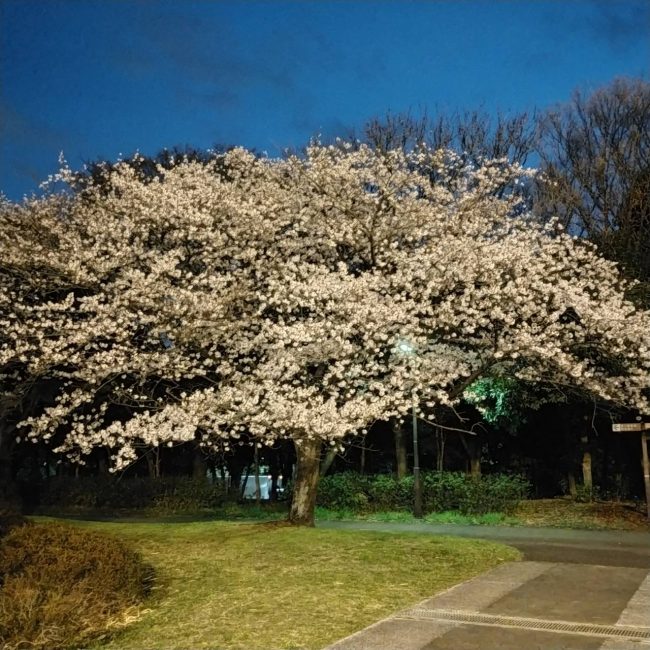 大井ふ頭中央海浜公園の桜が満開