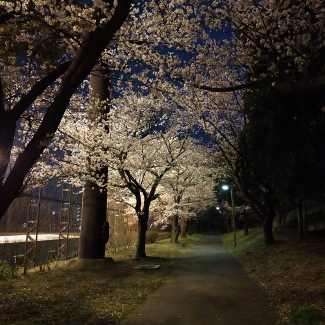 大田スタジアムの周辺の桜