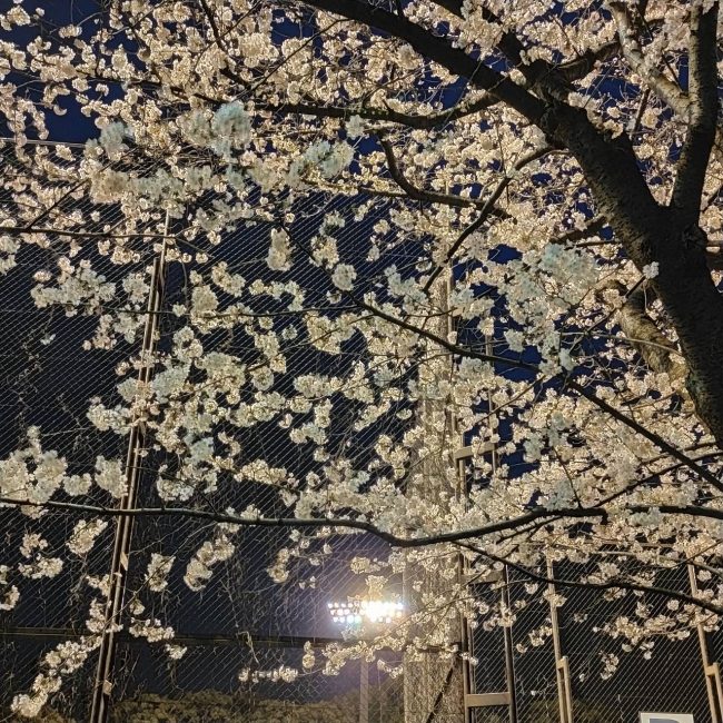 大田スタジアムの夜桜