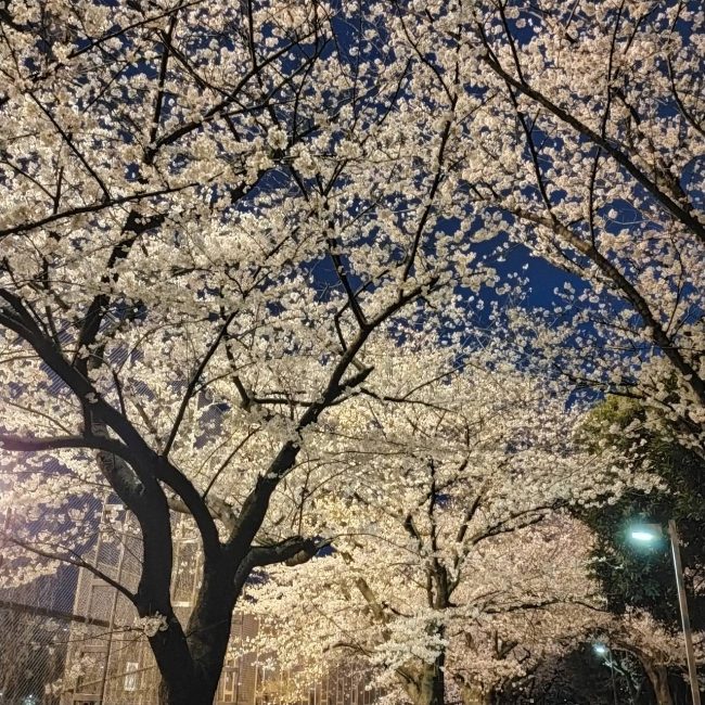 大田スタジアム周辺の夜桜