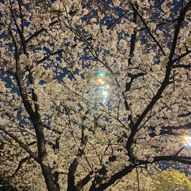 大田スタジアム桜並木満開