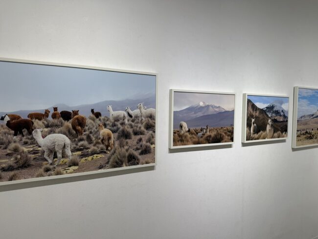 岡田裕介アルパカ写真展
