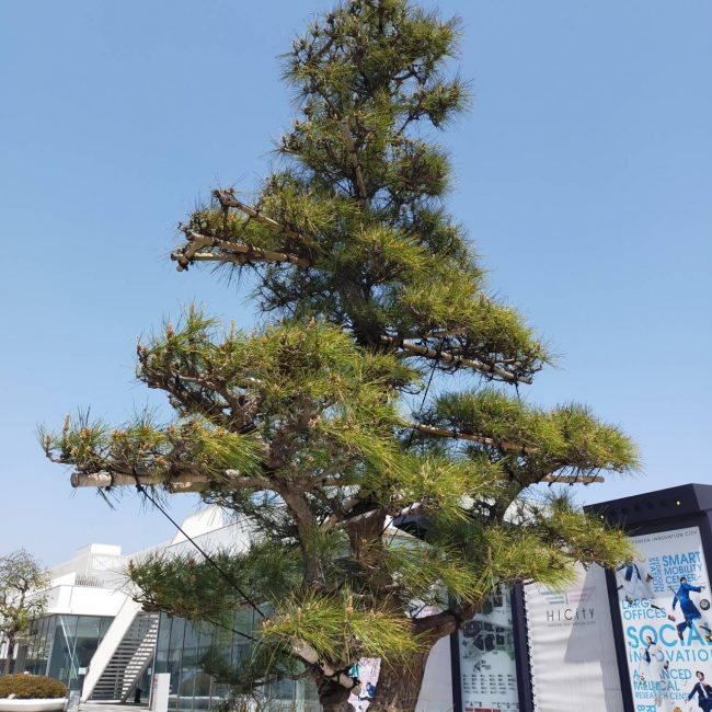 羽田イノベーションシティからの松の木