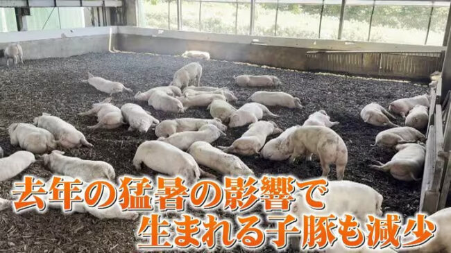 豚も夏バテする